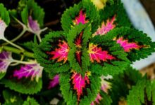 10 Tanaman Tropis Daun Unik: Warna Menakjubkan, Bikin Betah!