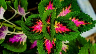 10 Tanaman Tropis Daun Unik: Warna Menakjubkan, Bikin Betah!
