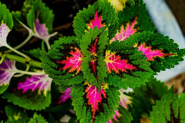 10 Tanaman Tropis Daun Unik: Warna Menakjubkan, Bikin Betah!