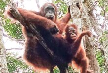 7 Ibu Hewan Paling Hebat: Orangutan, Buaya & Lainnya!
