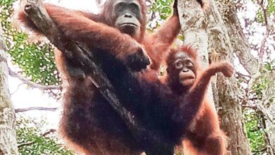 7 Ibu Hewan Paling Hebat: Orangutan, Buaya & Lainnya!