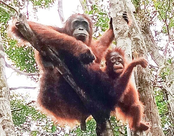 7 Ibu Hewan Paling Hebat: Orangutan, Buaya & Lainnya!