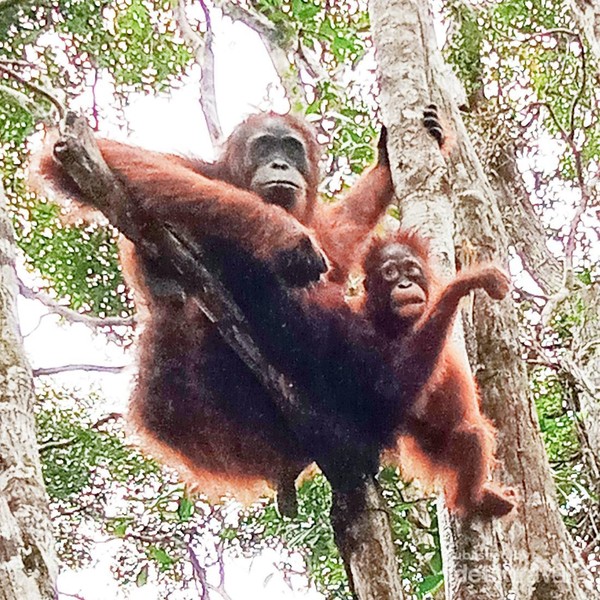 7 Ibu Hewan Paling Hebat: Orangutan, Buaya & Lainnya!