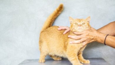 9 Nama Kucing Unik Terinspirasi Minuman Manis Menggemaskan