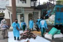 Petugas Gagalkan Penyelundupan 2,9 Ton Daging Babi Hutan Merak