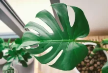 Rahasia Feng Shui: Monstera untuk Keberuntungan & Kesehatan Anda