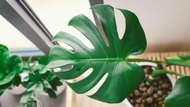 Rahasia Feng Shui: Monstera untuk Keberuntungan & Kesehatan Anda