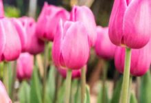 7 Manfaat Ajaib Bunga Tulip: Rahasia Kesehatan & Kecantikan