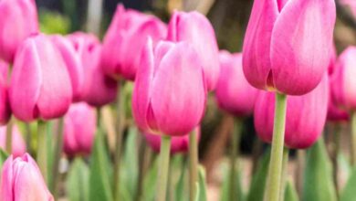7 Manfaat Ajaib Bunga Tulip: Rahasia Kesehatan & Kecantikan