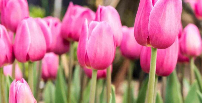 7 Manfaat Ajaib Bunga Tulip: Rahasia Kesehatan & Kecantikan