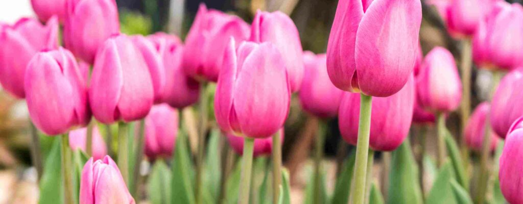 7 Manfaat Ajaib Bunga Tulip: Rahasia Kesehatan & Kecantikan