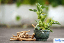 Ashwagandha: 10 Manfaat Ajaib Ginseng India Atasi Stres
