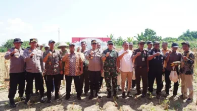 Bojonegoro: Panen Raya Jagung, Banjiri Pasar Nasional!