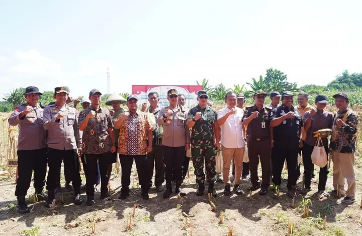 Bojonegoro: Panen Raya Jagung, Banjiri Pasar Nasional!