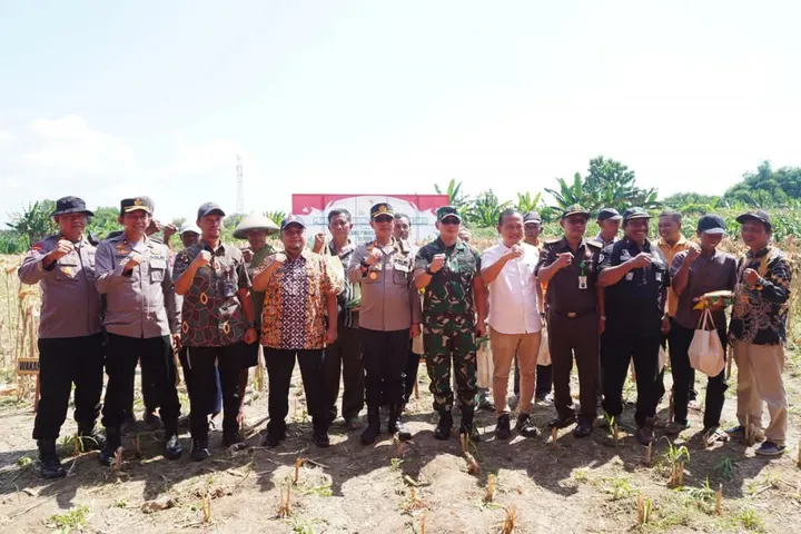 Bojonegoro: Panen Raya Jagung, Banjiri Pasar Nasional!