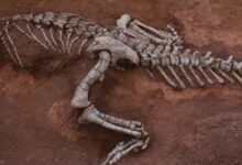 Dinosaurus Herbivora Raksasa: Fosil 190 Juta Tahun Ditemukan China