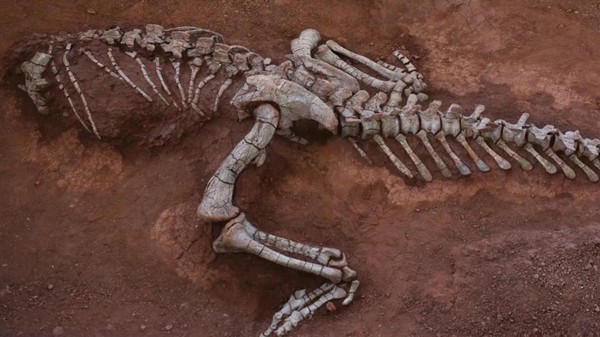 Dinosaurus Herbivora Raksasa: Fosil 190 Juta Tahun Ditemukan China