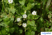 Manfaat Luar Biasa Chickweed: Khasiat & Efek Sampingnya