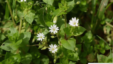 Manfaat Luar Biasa Chickweed: Khasiat & Efek Sampingnya