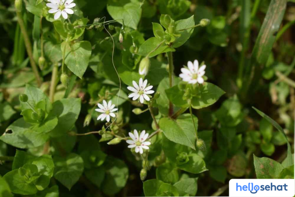 Manfaat Luar Biasa Chickweed: Khasiat & Efek Sampingnya