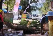 Pohon Tua di Sukabumi Ditebang: Respon Cepat Dinas PU
