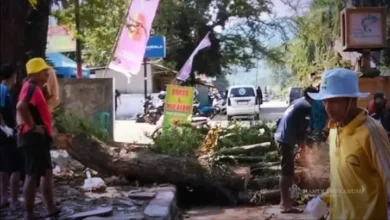 Pohon Tua di Sukabumi Ditebang: Respon Cepat Dinas PU