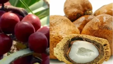 Rahasia Buah Zuriat: Manfaat Luar Biasa Untuk Kesehatan dr. Zaidul Akbar