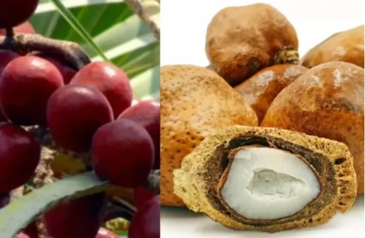 Rahasia Buah Zuriat: Manfaat Luar Biasa Untuk Kesehatan dr. Zaidul Akbar
