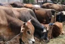 Sapi Kurban Amuk Cipayung: Tiga Luka, Detik-Detik Menegangkan