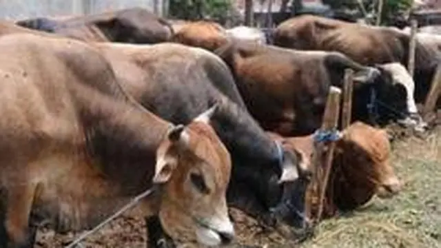 Sapi Kurban Amuk Cipayung: Tiga Luka, Detik-Detik Menegangkan