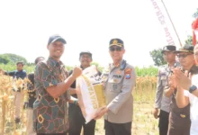 TNI-Polri Panen Raya Jagung Bojonegoro: Sinergi Hebat untuk Negeri