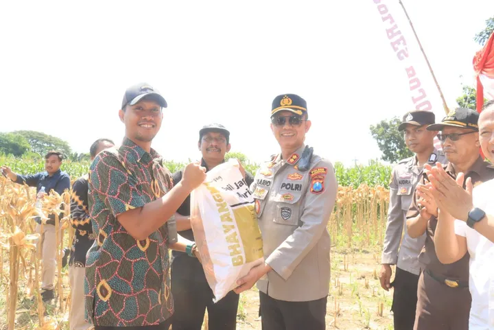 TNI-Polri Panen Raya Jagung Bojonegoro: Sinergi Hebat untuk Negeri